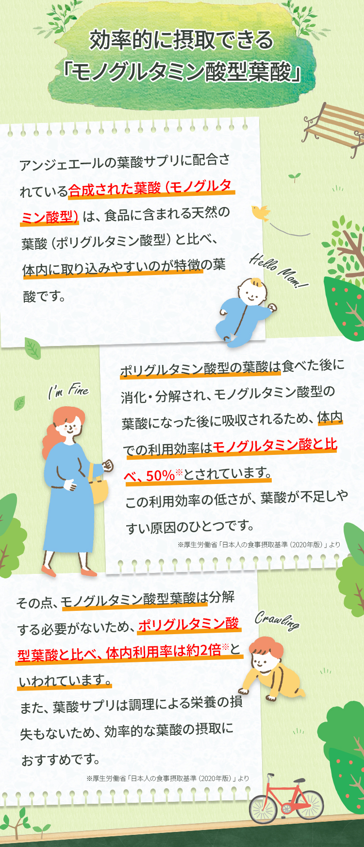 効率的に摂取できる「モノグルタミン酸型葉酸」アンジェエールの葉酸サプリに配合されている合成された葉酸（モノグルタミン酸型）は、食品に含まれる天然の葉酸（ポリグルタミン酸型）と比べ、体内に取り込みやすいのが特徴の葉酸です。ポリグルタミン酸型の葉酸は食べた後に消化・分解され、モノグルタミン酸型の葉酸になった後に吸収されるため、体内での利用効率はモノグルタミン酸と比べ、50％※とされています。この利用効率の低さが、葉酸が不足しやすい原因のひとつです。その点、モノグルタミン酸型葉酸 は分解する必要がないため、ポリグルタミン酸型葉酸と比べ、体内利用率は約2倍※といわれています。