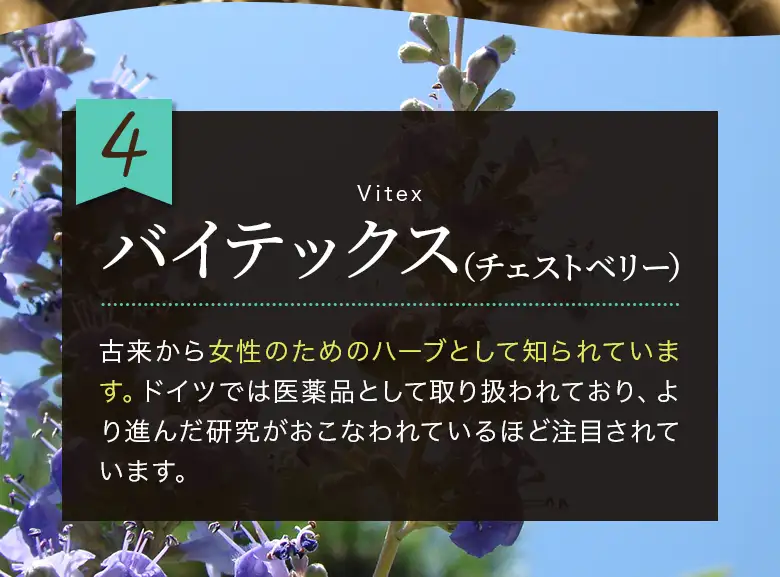 4 バイテックス(チェストベリー)